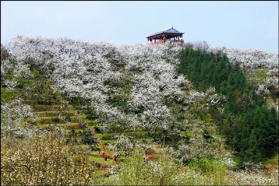 【春天，广西桂林灌阳县向您发出邀请！】我们在灌阳看梨花 - 游山玩水 - 仙桃生活社区 - 仙桃28生活网 xiantao.28life.net