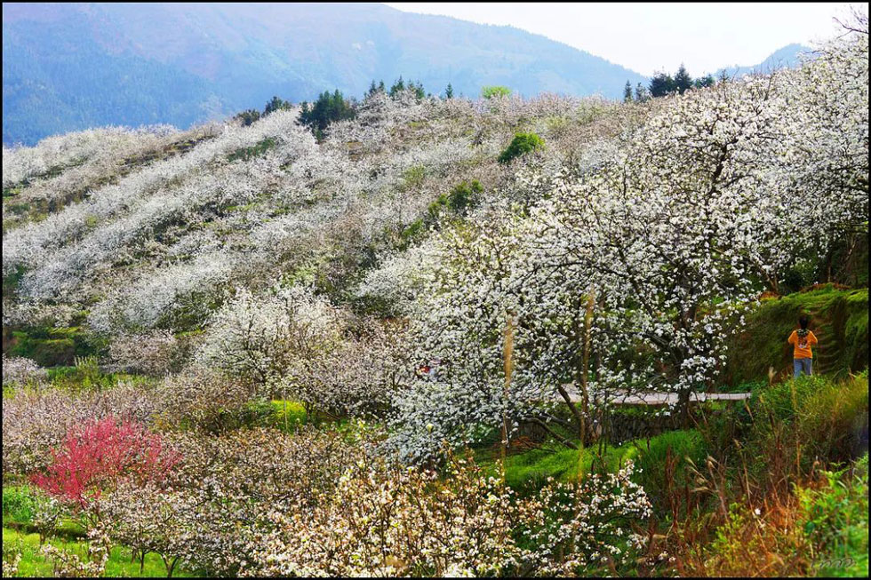 【春天，广西桂林灌阳县向您发出邀请！】我们在灌阳看梨花 - 游山玩水 - 仙桃生活社区 - 仙桃28生活网 xiantao.28life.net