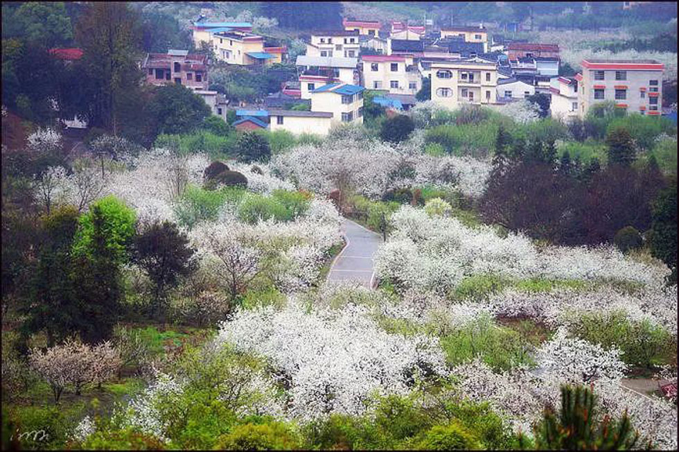 【春天，广西桂林灌阳县向您发出邀请！】我们在灌阳看梨花 - 游山玩水 - 仙桃生活社区 - 仙桃28生活网 xiantao.28life.net
