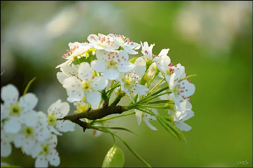 【春天，广西桂林灌阳县向您发出邀请！】我们在灌阳看梨花 - 游山玩水 - 仙桃生活社区 - 仙桃28生活网 xiantao.28life.net