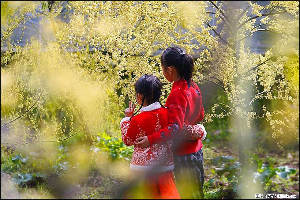 【春天，广西桂林灌阳县向您发出邀请！】米珠山前有片山苍子花在飘香 - 游山玩水 - 仙桃生活社区 - 仙桃28生活网 xiantao.28life.net