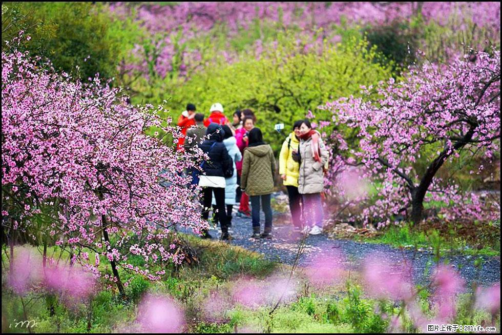 【春天，广西桂林灌阳县向您发出邀请！】官庄村有个醉美的桃花园 - 游山玩水 - 仙桃生活社区 - 仙桃28生活网 xiantao.28life.net