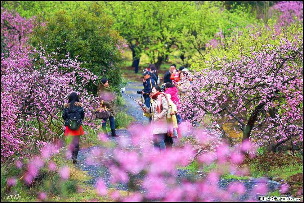 【春天，广西桂林灌阳县向您发出邀请！】官庄村有个醉美的桃花园 - 游山玩水 - 仙桃生活社区 - 仙桃28生活网 xiantao.28life.net