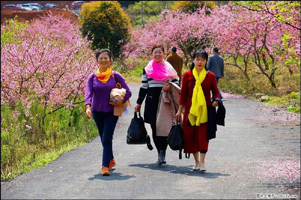 【春天，广西桂林灌阳县向您发出邀请！】官庄村有个醉美的桃花园 - 游山玩水 - 仙桃生活社区 - 仙桃28生活网 xiantao.28life.net