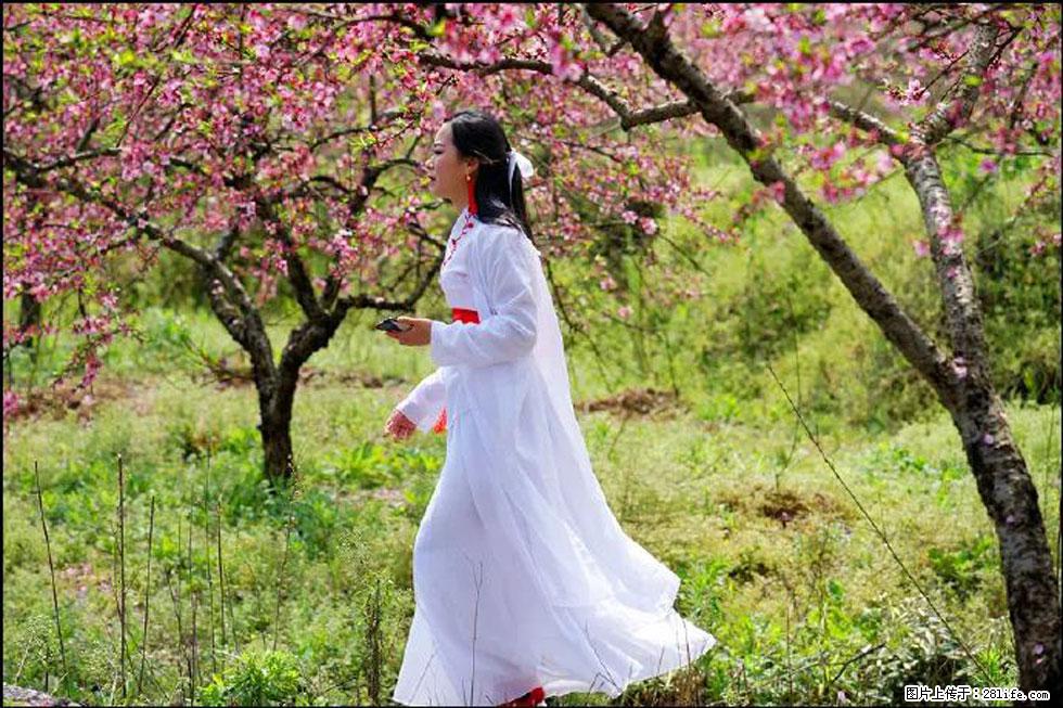 【春天，广西桂林灌阳县向您发出邀请！】官庄村有个醉美的桃花园 - 游山玩水 - 仙桃生活社区 - 仙桃28生活网 xiantao.28life.net