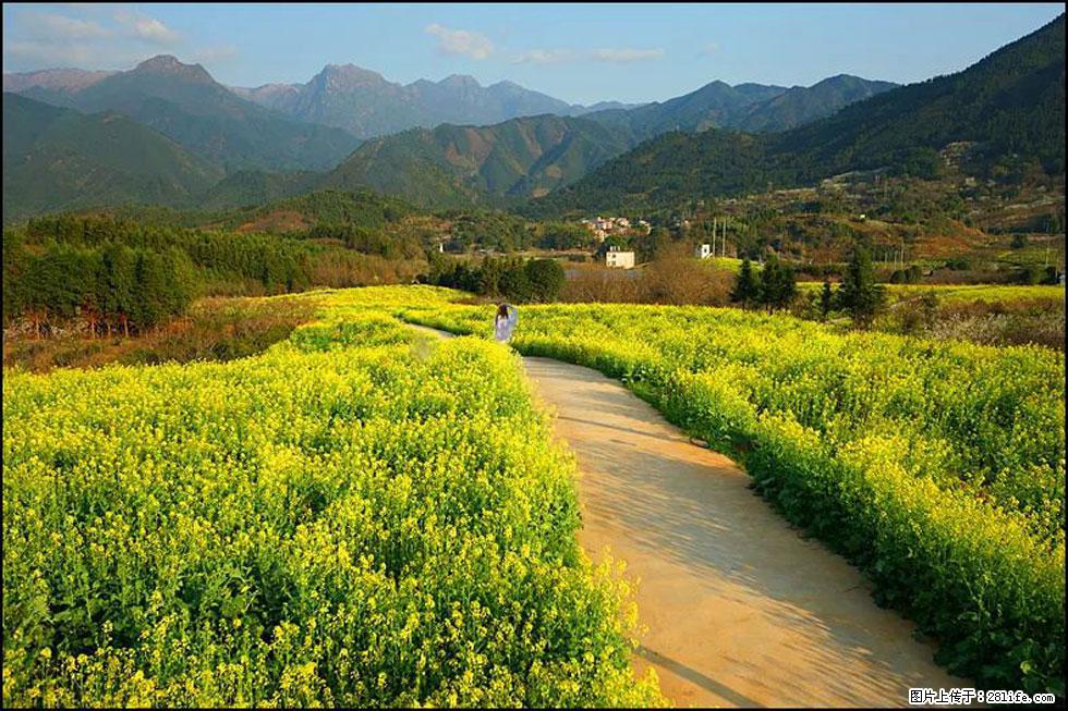 【春天，广西桂林灌阳县向您发出邀请！】长坪村油菜盛情花开 - 游山玩水 - 仙桃生活社区 - 仙桃28生活网 xiantao.28life.net