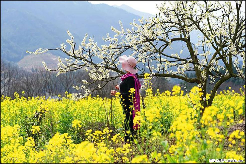 【春天，广西桂林灌阳县向您发出邀请！】长坪村油菜盛情花开 - 游山玩水 - 仙桃生活社区 - 仙桃28生活网 xiantao.28life.net