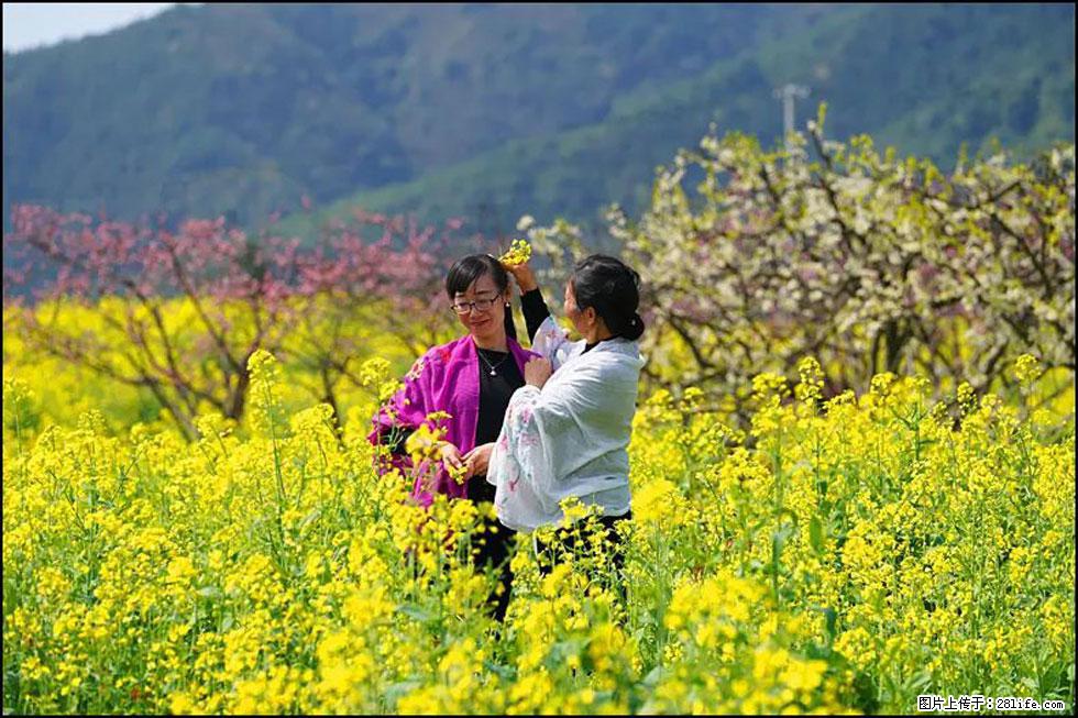 【春天，广西桂林灌阳县向您发出邀请！】长坪村油菜盛情花开 - 游山玩水 - 仙桃生活社区 - 仙桃28生活网 xiantao.28life.net