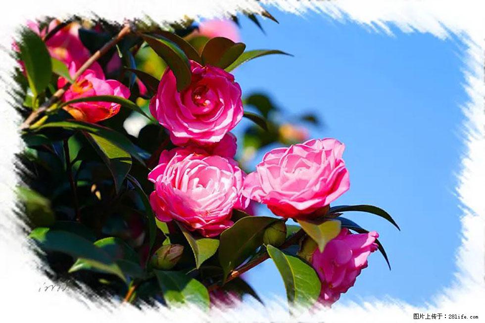 【春天，广西桂林灌阳县向您发出邀请！】杨柳井茶花惹人爱 - 游山玩水 - 仙桃生活社区 - 仙桃28生活网 xiantao.28life.net