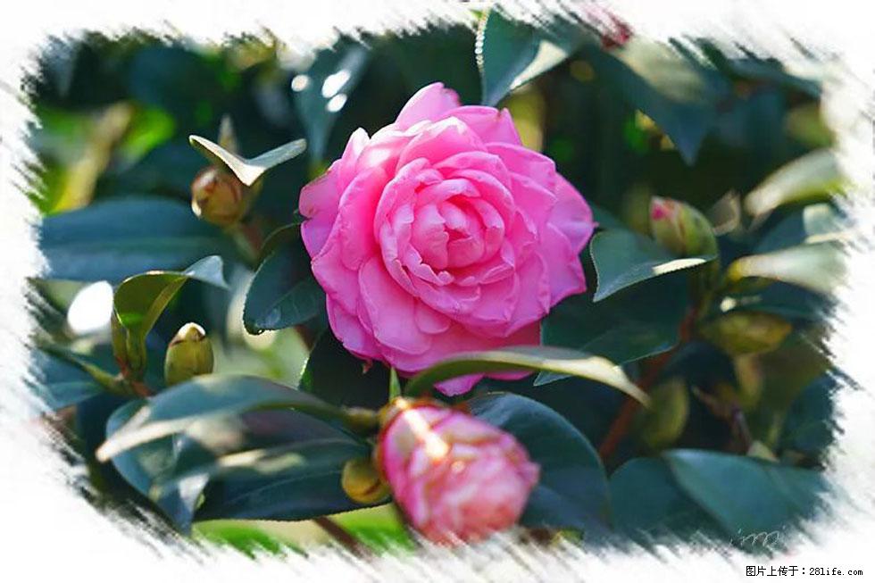 【春天，广西桂林灌阳县向您发出邀请！】杨柳井茶花惹人爱 - 游山玩水 - 仙桃生活社区 - 仙桃28生活网 xiantao.28life.net