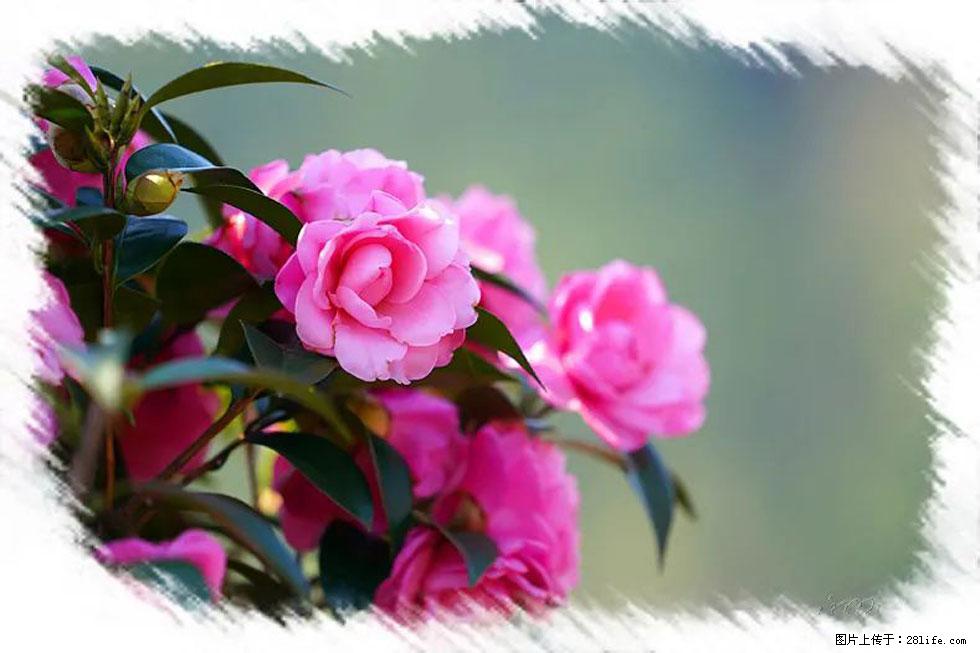 【春天，广西桂林灌阳县向您发出邀请！】杨柳井茶花惹人爱 - 游山玩水 - 仙桃生活社区 - 仙桃28生活网 xiantao.28life.net
