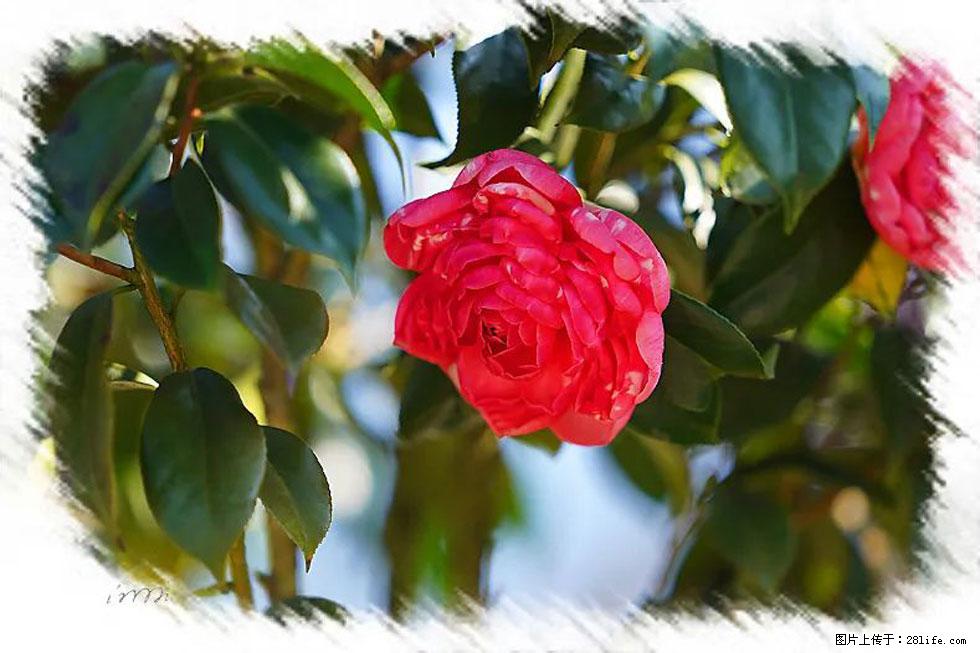 【春天，广西桂林灌阳县向您发出邀请！】杨柳井茶花惹人爱 - 游山玩水 - 仙桃生活社区 - 仙桃28生活网 xiantao.28life.net