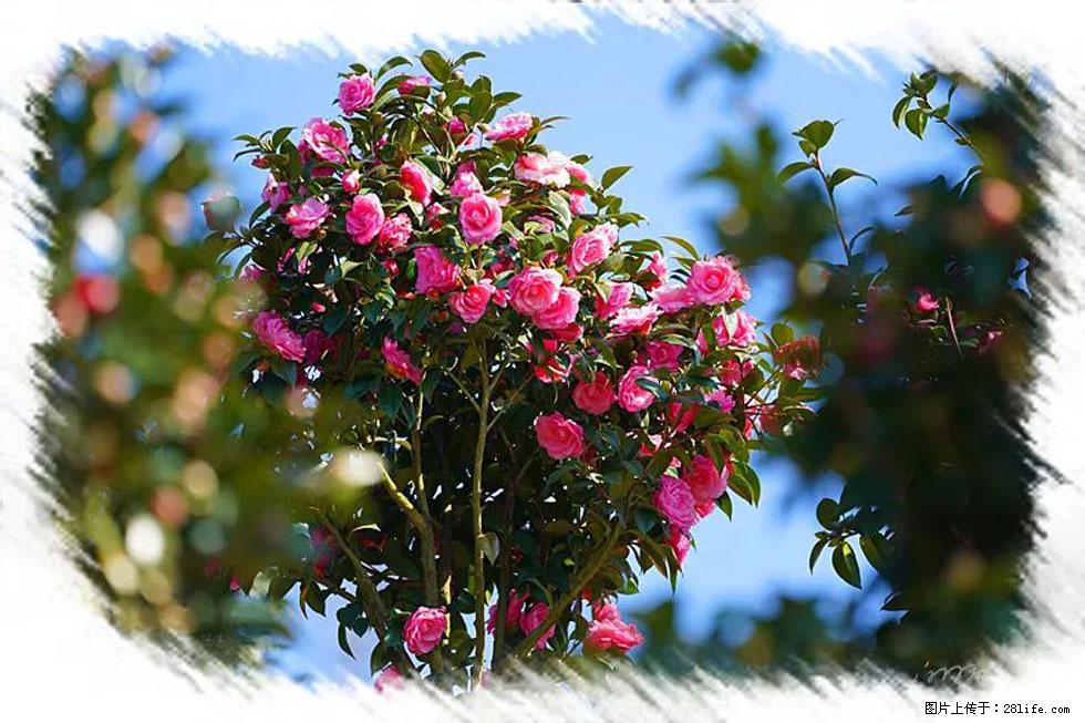 【春天，广西桂林灌阳县向您发出邀请！】杨柳井茶花惹人爱 - 游山玩水 - 仙桃生活社区 - 仙桃28生活网 xiantao.28life.net