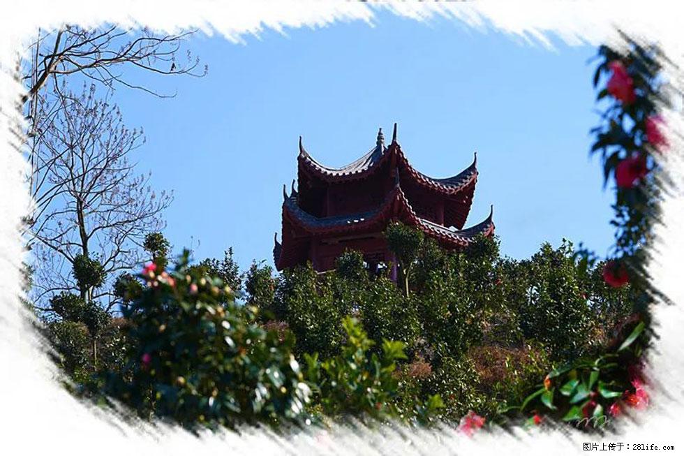 【春天，广西桂林灌阳县向您发出邀请！】杨柳井茶花惹人爱 - 游山玩水 - 仙桃生活社区 - 仙桃28生活网 xiantao.28life.net