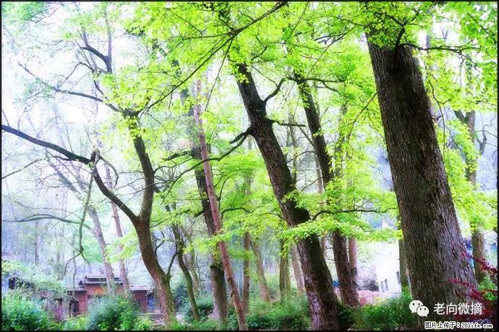 【春天，广西桂林灌阳县向您发出邀请！】在小龙村与春天约会 - 游山玩水 - 仙桃生活社区 - 仙桃28生活网 xiantao.28life.net