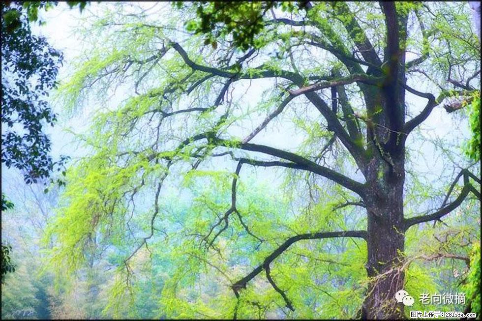 【春天，广西桂林灌阳县向您发出邀请！】在小龙村与春天约会 - 游山玩水 - 仙桃生活社区 - 仙桃28生活网 xiantao.28life.net
