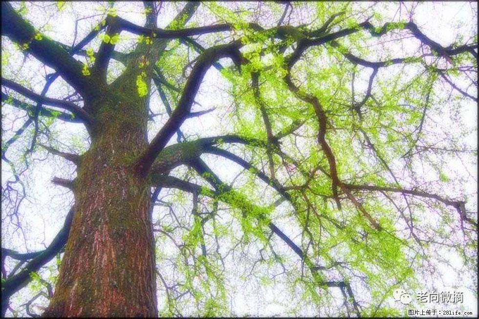 【春天，广西桂林灌阳县向您发出邀请！】在小龙村与春天约会 - 游山玩水 - 仙桃生活社区 - 仙桃28生活网 xiantao.28life.net