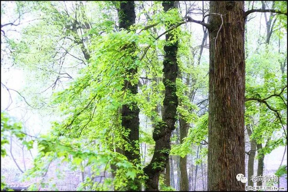 【春天，广西桂林灌阳县向您发出邀请！】在小龙村与春天约会 - 游山玩水 - 仙桃生活社区 - 仙桃28生活网 xiantao.28life.net