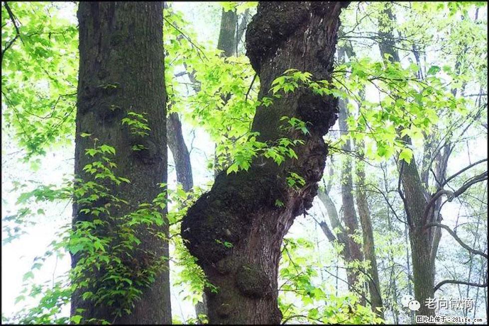 【春天，广西桂林灌阳县向您发出邀请！】在小龙村与春天约会 - 游山玩水 - 仙桃生活社区 - 仙桃28生活网 xiantao.28life.net