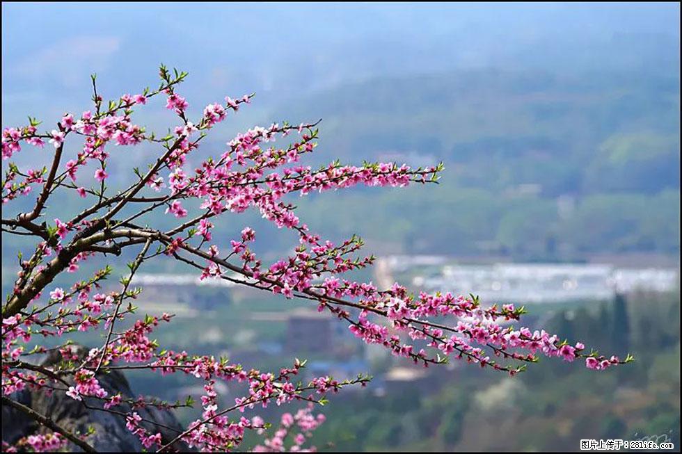 【春天，广西桂林灌阳县向您发出邀请！】望月岭上桃花开 - 游山玩水 - 仙桃生活社区 - 仙桃28生活网 xiantao.28life.net