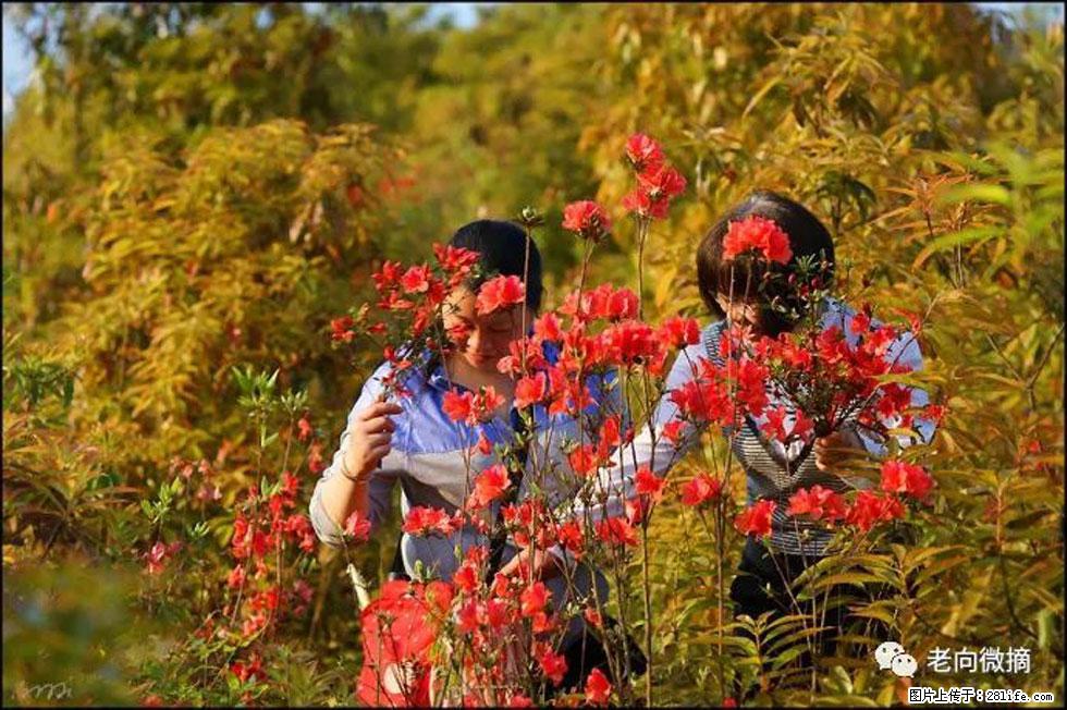 【春天，广西桂林灌阳县向您发出邀请！】登麒麟山，相约映山红 - 游山玩水 - 仙桃生活社区 - 仙桃28生活网 xiantao.28life.net