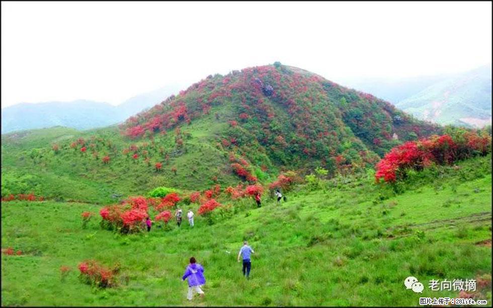 【春天，广西桂林灌阳县向您发出邀请！】宝盖山上映山红 - 游山玩水 - 仙桃生活社区 - 仙桃28生活网 xiantao.28life.net