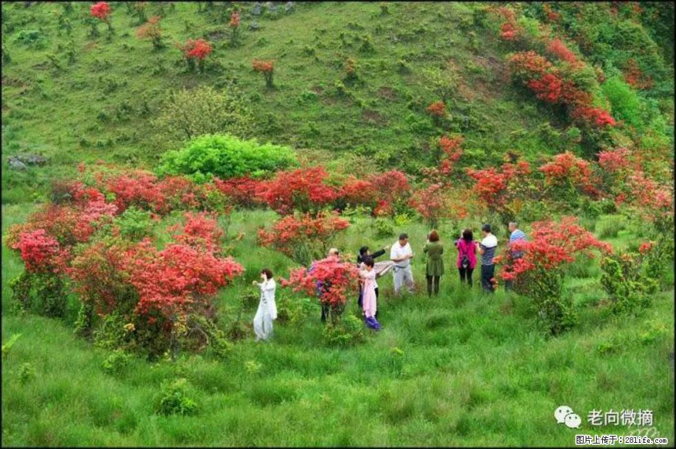 【春天，广西桂林灌阳县向您发出邀请！】宝盖山上映山红 - 游山玩水 - 仙桃生活社区 - 仙桃28生活网 xiantao.28life.net