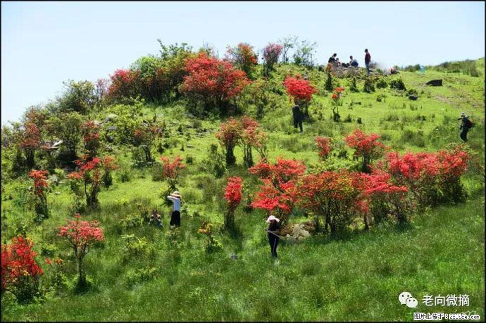 【春天，广西桂林灌阳县向您发出邀请！】宝盖山上映山红 - 游山玩水 - 仙桃生活社区 - 仙桃28生活网 xiantao.28life.net