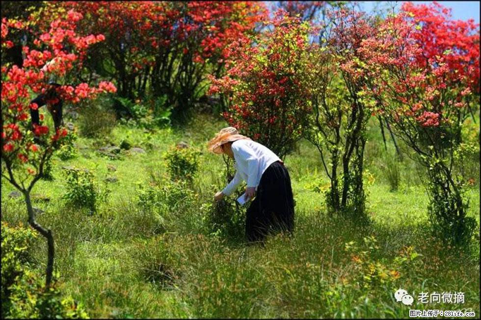 【春天，广西桂林灌阳县向您发出邀请！】宝盖山上映山红 - 游山玩水 - 仙桃生活社区 - 仙桃28生活网 xiantao.28life.net