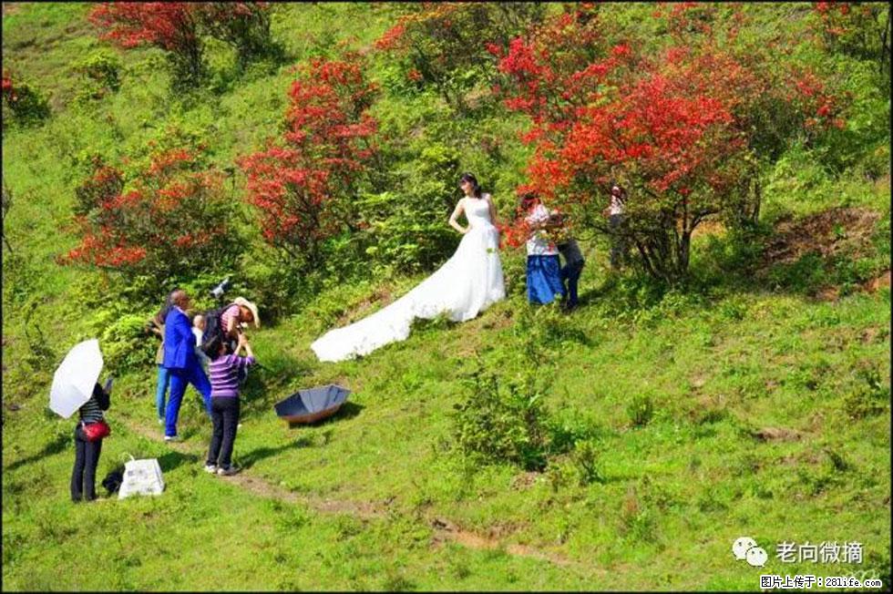 【春天，广西桂林灌阳县向您发出邀请！】宝盖山上映山红 - 游山玩水 - 仙桃生活社区 - 仙桃28生活网 xiantao.28life.net