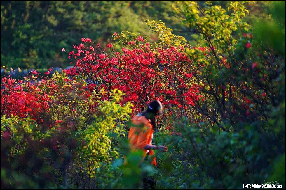 【春天，广西桂林灌阳县向您发出邀请！】春木界上映山红 - 游山玩水 - 仙桃生活社区 - 仙桃28生活网 xiantao.28life.net