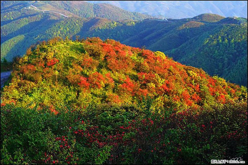 【春天，广西桂林灌阳县向您发出邀请！】春木界上映山红 - 游山玩水 - 仙桃生活社区 - 仙桃28生活网 xiantao.28life.net