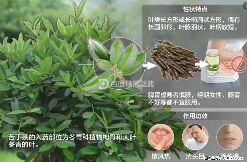 苦丁茶有哪些功效和作用 - 生活百科 - 仙桃生活社区 - 仙桃28生活网 xiantao.28life.net