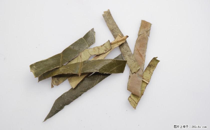 苦丁茶有哪些功效和作用 - 生活百科 - 仙桃生活社区 - 仙桃28生活网 xiantao.28life.net