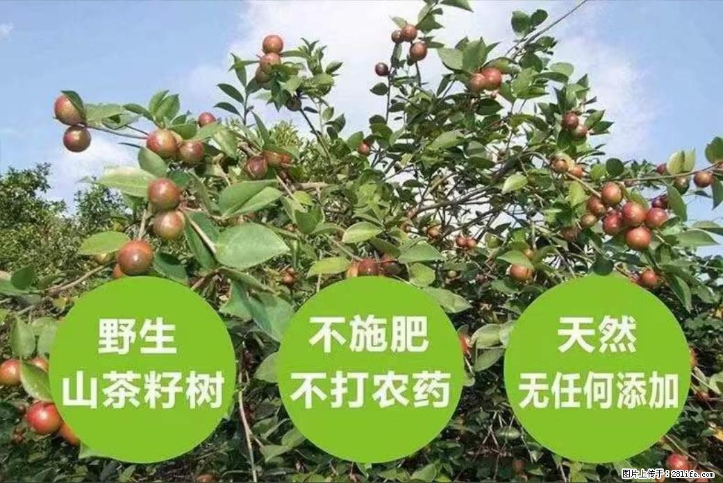 【灌阳县油茶产业示范区】一个有着充实的精神生活的人，对待身外之物自会有一种淡泊的态度 - 美食天地 - 仙桃生活社区 - 仙桃28生活网 xiantao.28life.net