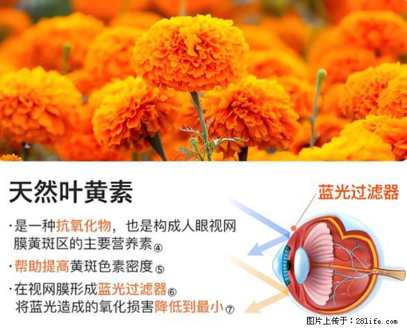 叶黄素有什么功效和作用 - 生活百科 - 仙桃生活社区 - 仙桃28生活网 xiantao.28life.net