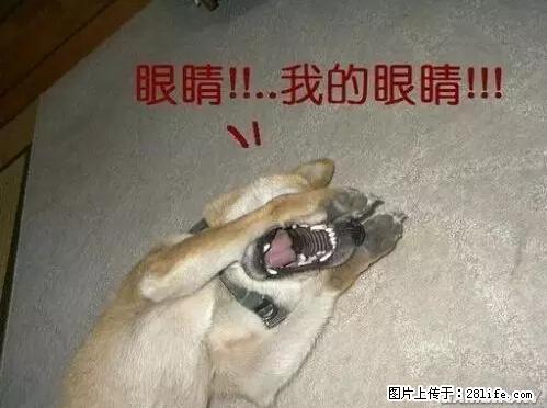 笑癫了！一女的怀孕三年未生，他终于忍不住了... - 娱乐八卦 - 仙桃生活社区 - 仙桃28生活网 xiantao.28life.net