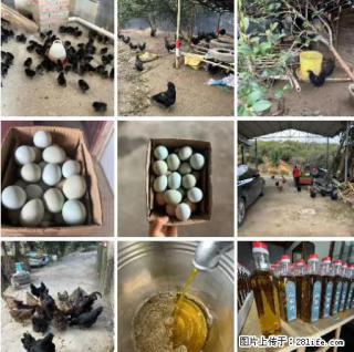 油茶园从小鸡仔开始养起的纯土鸡、土鸡蛋可以预定啦！还有前几天刚榨的纯山茶油哦 - 仙桃28生活网 xiantao.28life.net