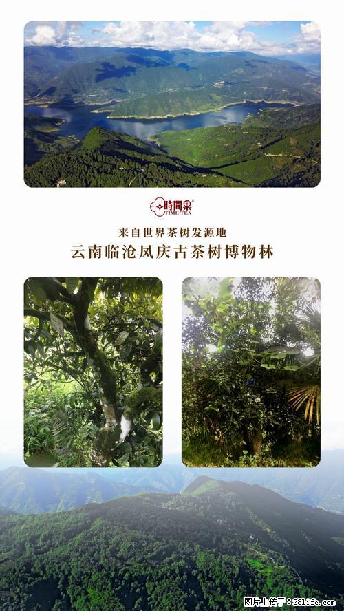 时间果百年古树2025年春红茶 - 购物交流 - 仙桃生活社区 - 仙桃28生活网 xiantao.28life.net
