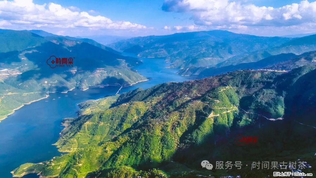 时间果百年古树龙珠普洱生茶 - 购物交流 - 仙桃生活社区 - 仙桃28生活网 xiantao.28life.net