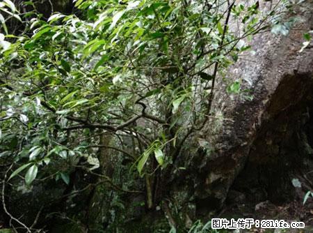平乐石崖茶，珍贵仅次于金花茶 - 仙桃生活资讯 - 仙桃28生活网 xiantao.28life.net