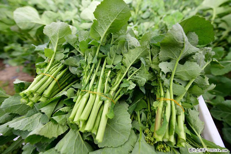 这些蔬菜是“天然钙片”，这6种被医生重点推荐 - 仙桃生活资讯 - 仙桃28生活网 xiantao.28life.net